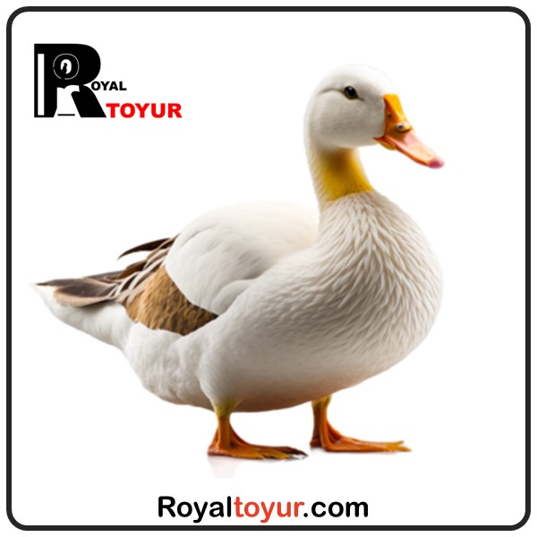 تخم نطفه دار اردک خارجی 