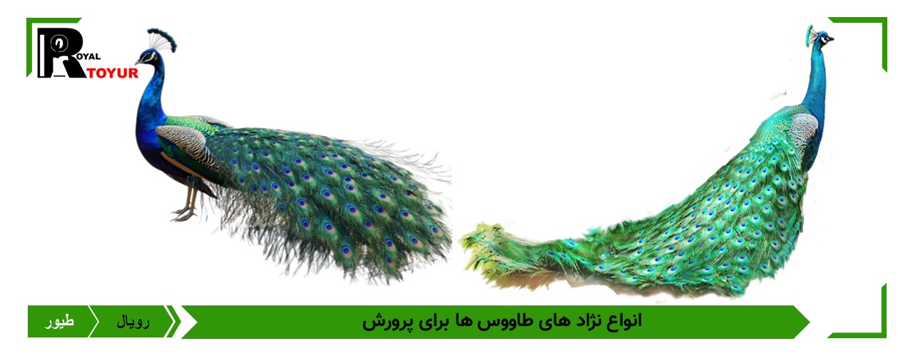 انواع تخم نطفه دار طاووس 