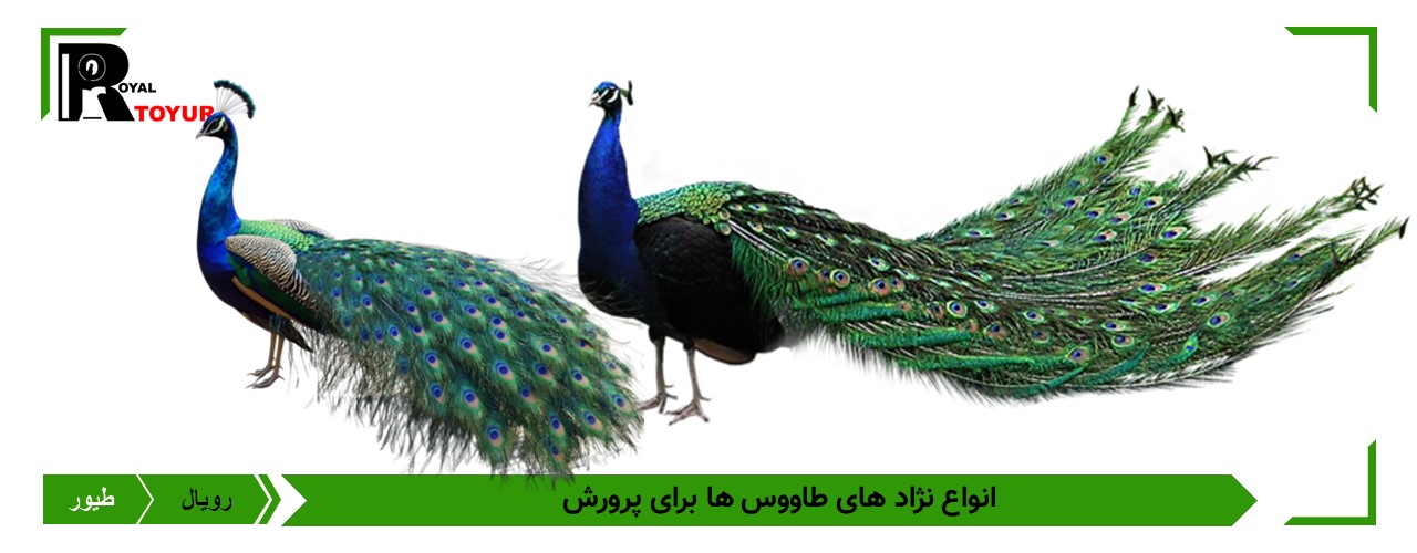 تخم  نطفه دار طاووس 