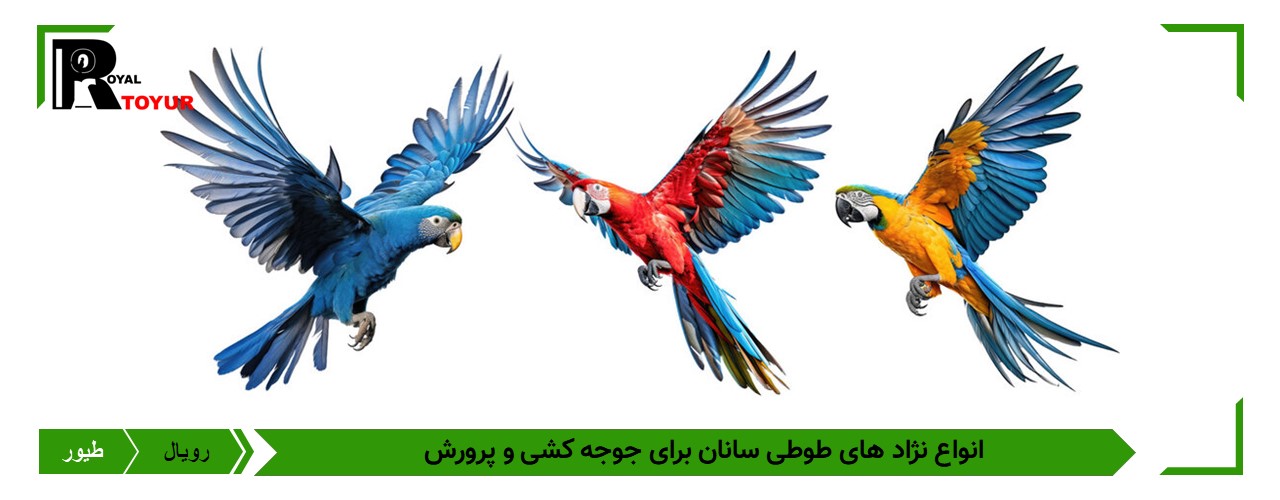 جوجه کشی از تخم طوطی سانان 