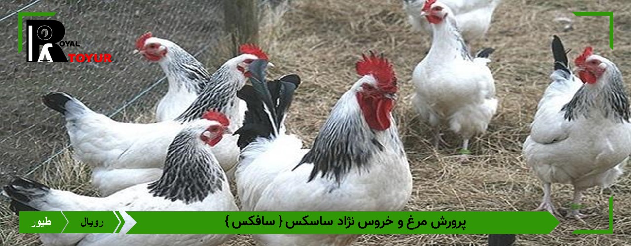 پرورش مرغ و خروس نژاد ساسکس سافکس
