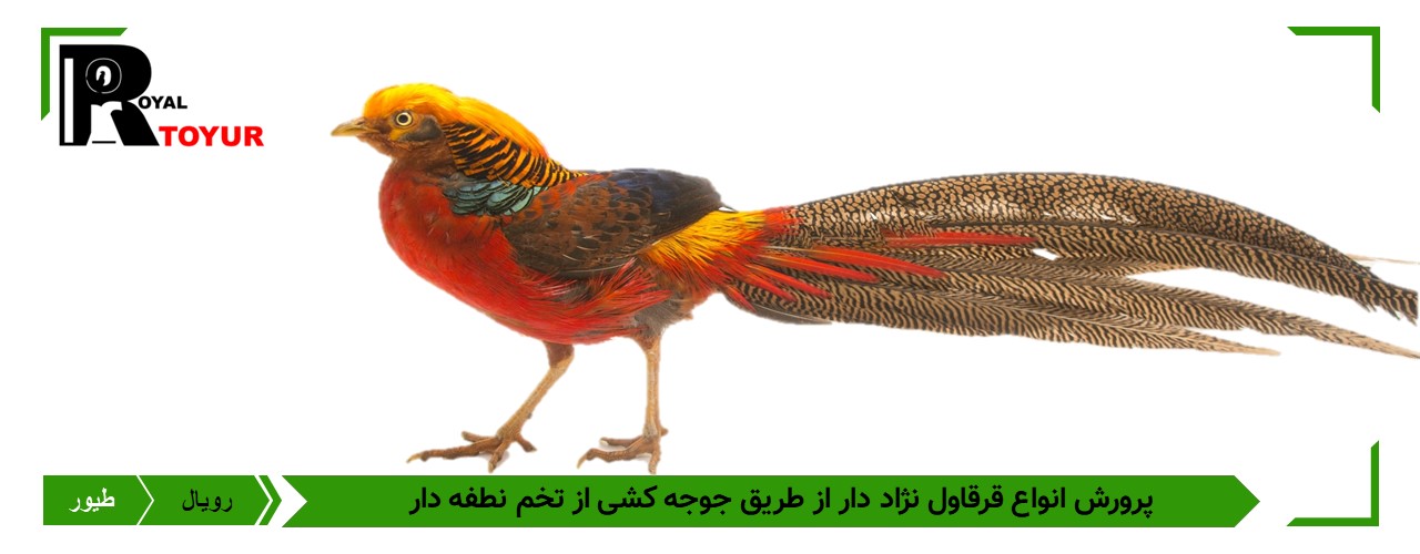 تخم نطفه دار قرقاول بلژیکی 