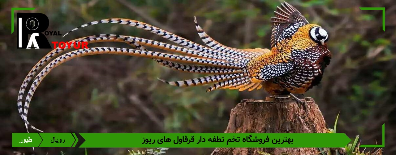 تخم قرقاول نژاد ریوز 