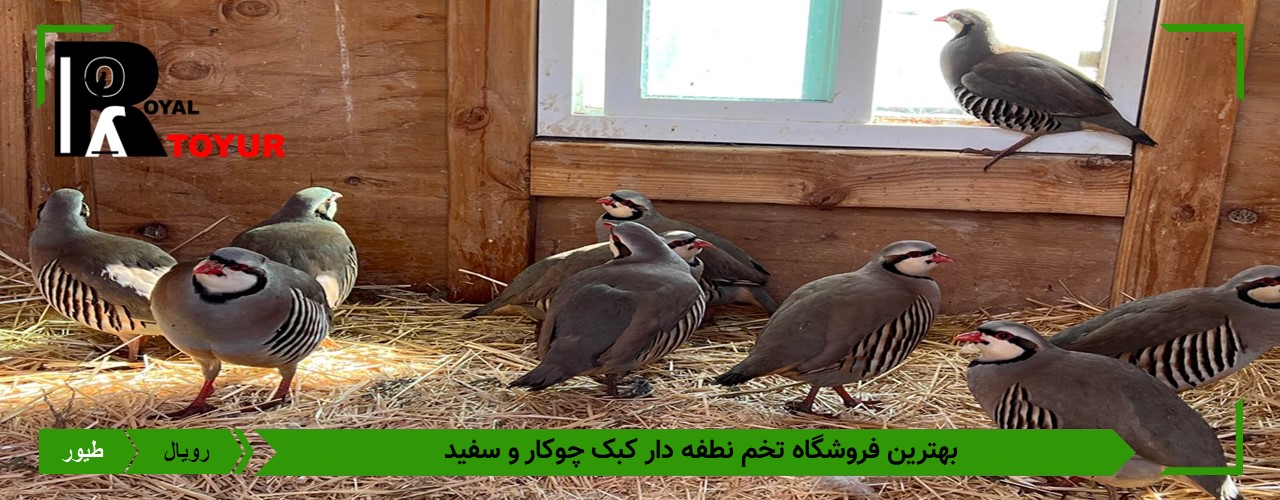 تخم کبک چوکار نطفه دار 