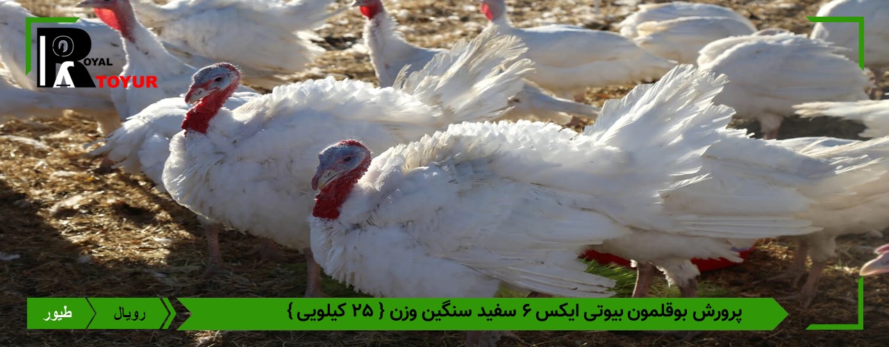 بهترین تخم نطفه دار بوقلمون بیوتی سفید