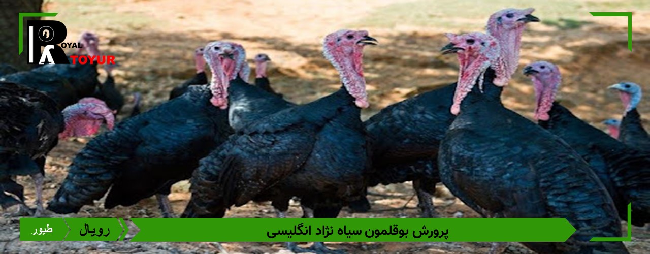 تخم بوقلمون انگلیسی نطفه دار 
