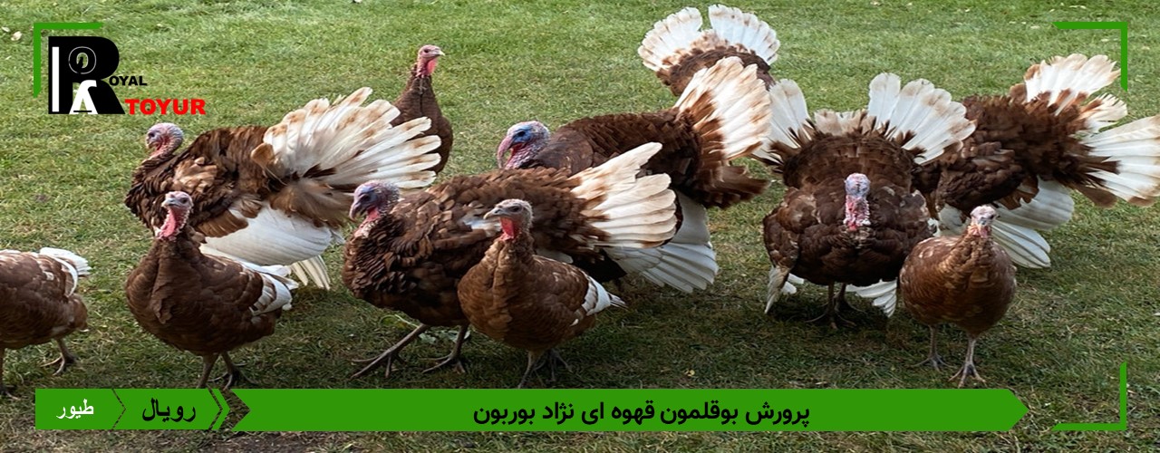 تخم نطفه دار بوقلمون بروبون قهوه ای 
