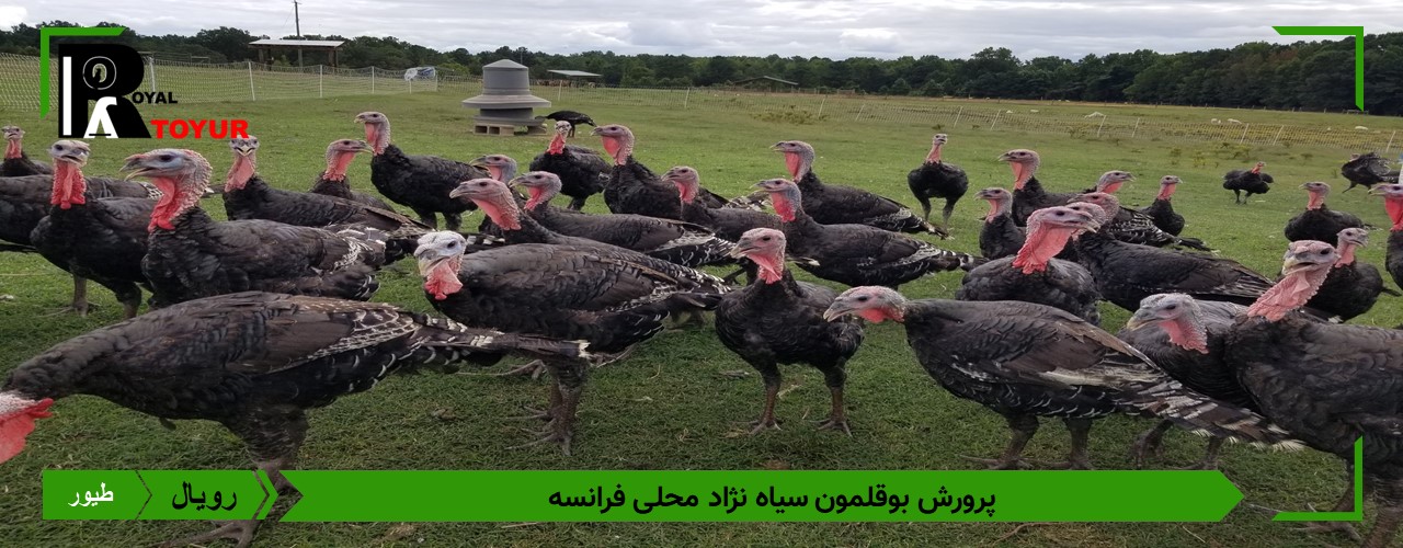 تخم نطفه دار بوقلمون آمریکایی سیاه برنزه
