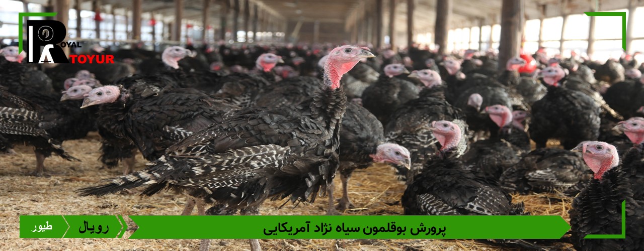 تخم نطفه دار بوقلمون محلی فرانسه