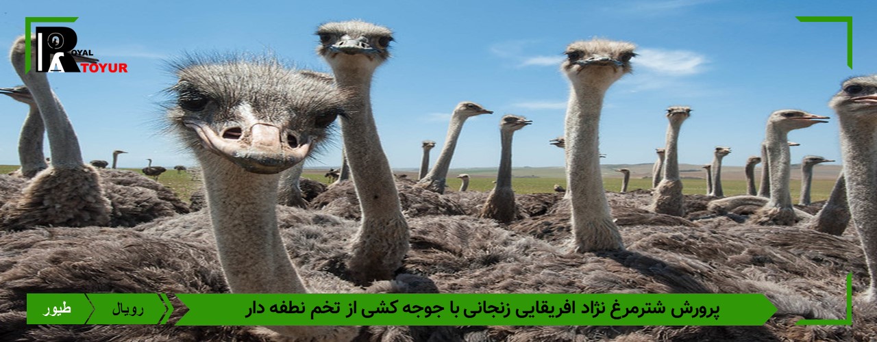 پرورش شترمرغ نژاد افریقایی زنجانی با جوجه کشی از تخم نطفه دار 