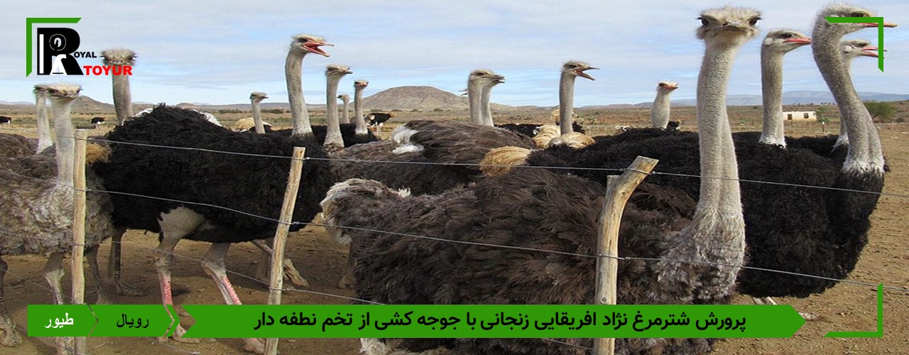 تخم شترمرغ آفریقایی 