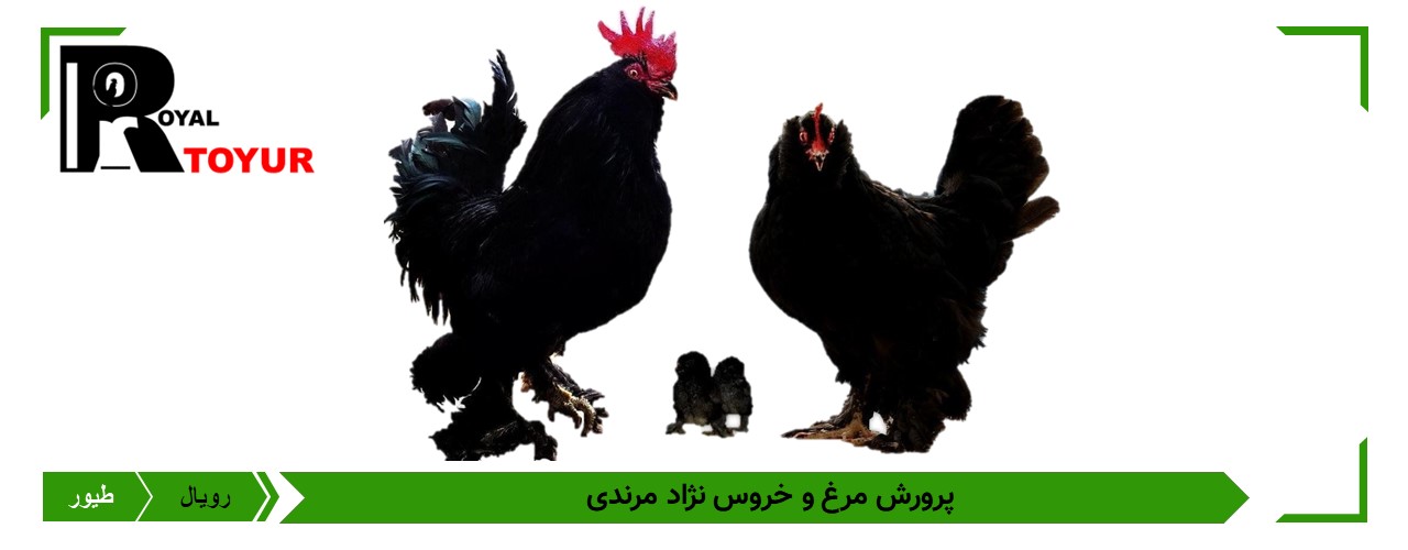 تخم نطفه دار مرغ و خروس نژاد مرندی 