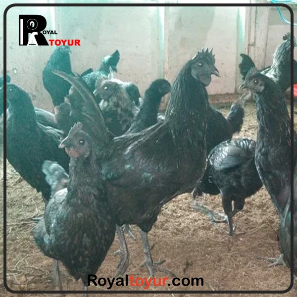 خرید تخم نطفه دار ایام سمانی سیاه