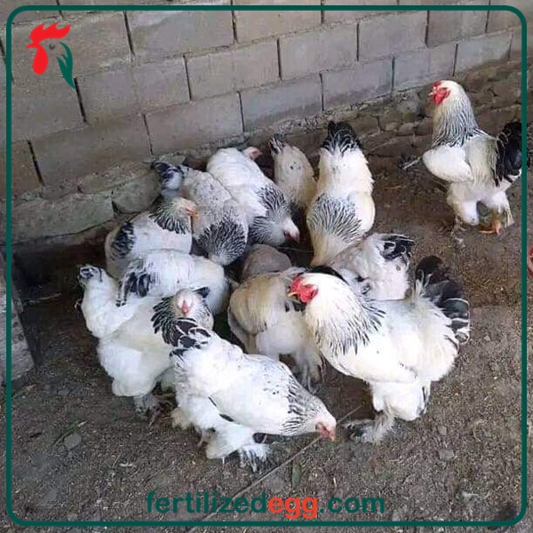 خرید تخم مرغ برهما سفید و طلایی 