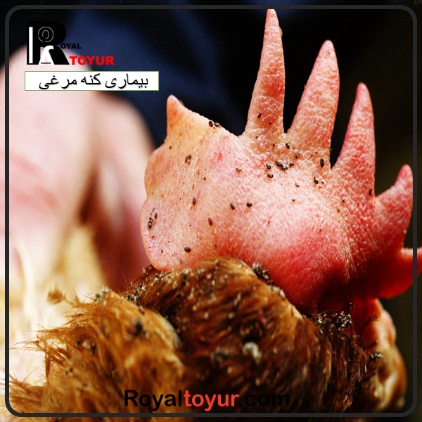 درمان بیماری کنه مرغی 