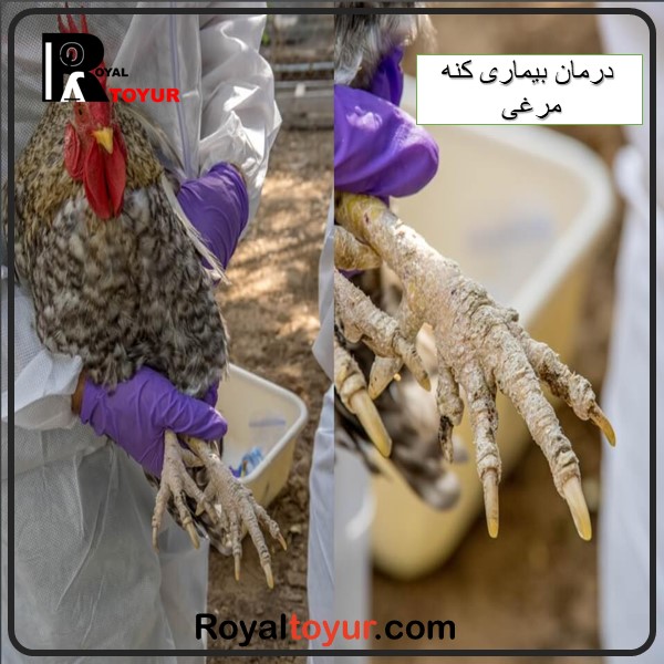 روش درمان و تشخیص بیماری کنه مرغی 