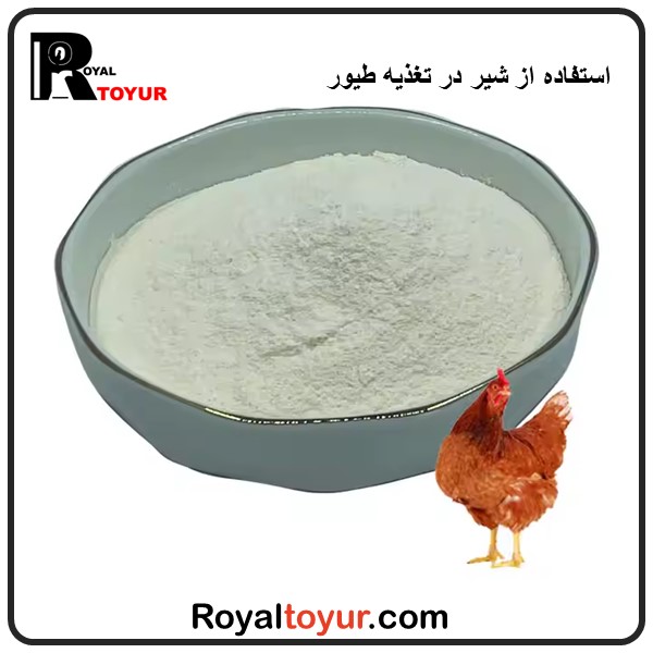 استفاده از شیر در تغذیه طیور 