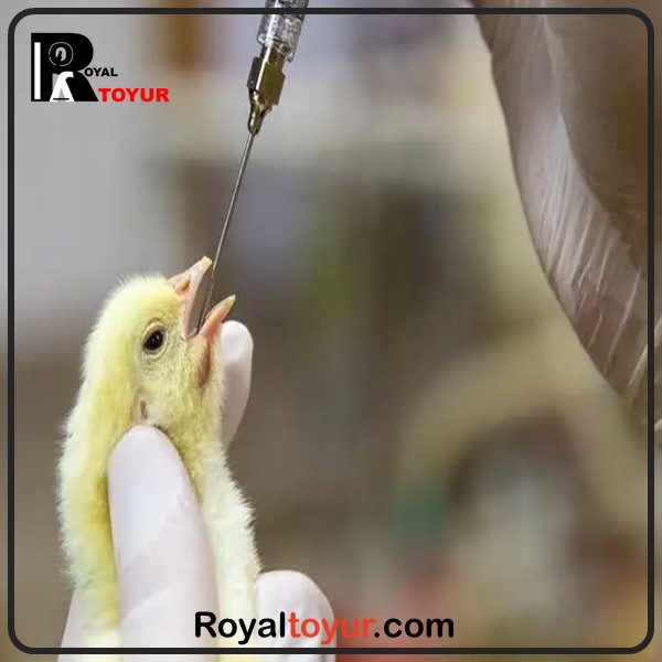 روش واکسن زدن به مرغ و جوجه