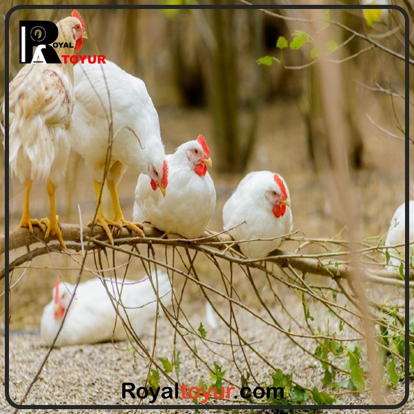 پرورش مرغ گوشتی و تخم گذار در خانه 