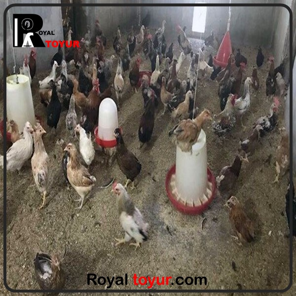 پرورش پولت برای تخم گذاری