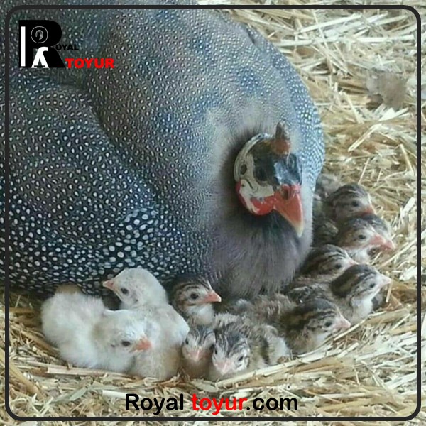 جوجهکشی از مرغ های شاخدار مصری 