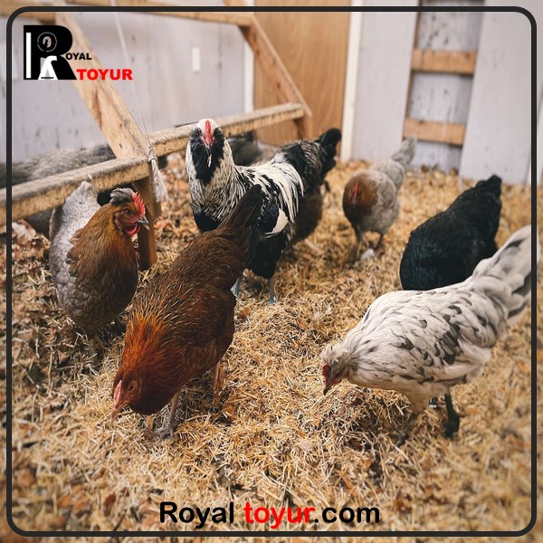 نحوه پرورش درست مرغ و بستر نگه دای 