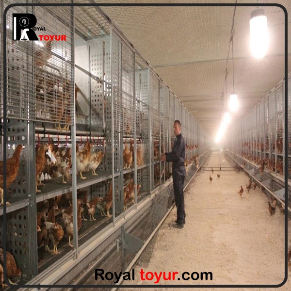راهنمای پرورش مرغ اجداد گوشتی