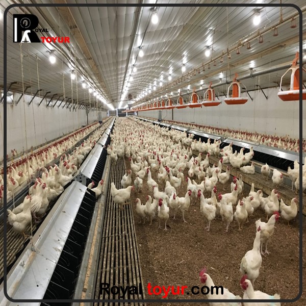 پرورش دادن مرغ گوشتی اصولی 
