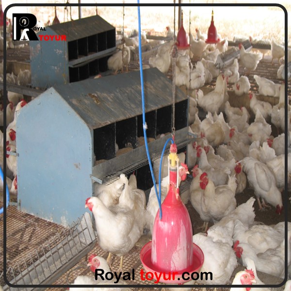 چگونگی پرورش مرغ گوشتی 