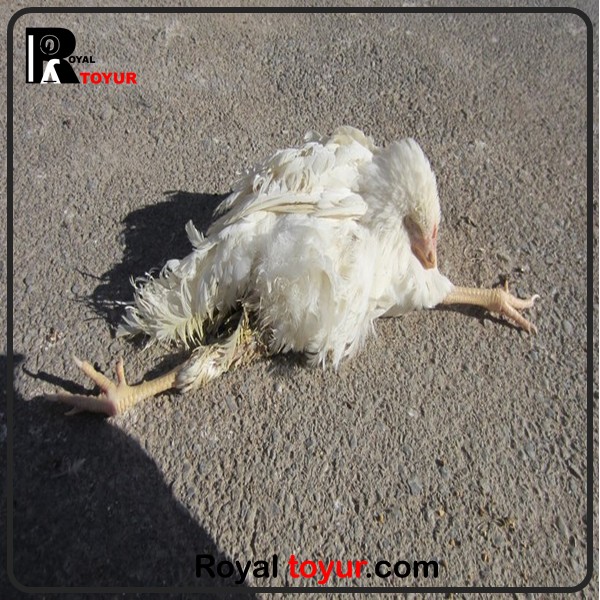 لنگیدن پای جوجه یک روزه 