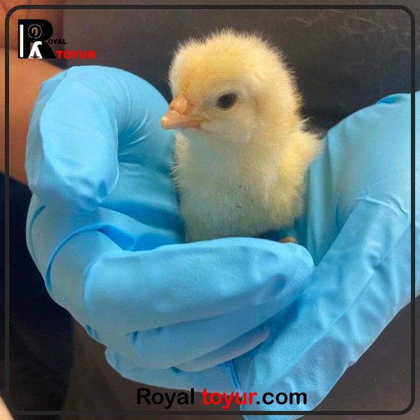رسیدگی به جوجه یک روزه در حال مرگ 