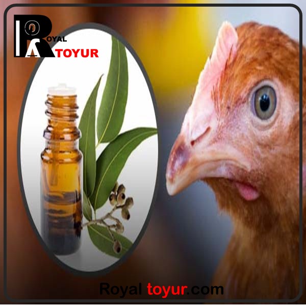 درمان خس خس مرغ ها